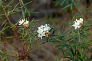 Rojovník bahenní (Ledum palustre) – Victoria Tucholka/Shutterstock