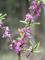 Lýkovec jedovatý (Daphne mezereum), květy – Ivan Ulianovsky/Shutterstock