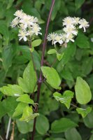 Plamének plotní (Clematis vitalba) – Bildagentur Zoonar GmbH/Shutterstock