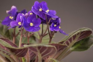 Jonátka africká (Saintpaulia ionantha) – makow / Shutterstock
