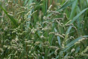 Srha laločnatá (Dactylis glomerata) – Mr. Meijer/Shutterstock
