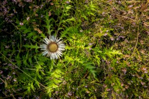 Pupava bezlodyžná (Carlina acaulis) – GRACIELLADEMONNE/Shutterstock
