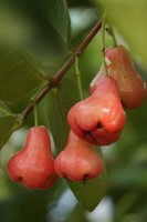 Jambosa vodnatá (Syzygium aqueum), detail větvičky s listy a plody – Mang Kelin / Shutterstock