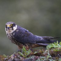 Ostříž lesní – John C Evans / Shutterstock