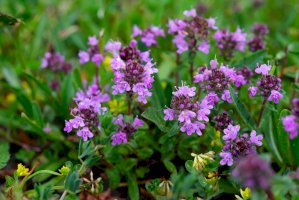 Mateřídouška úzkolistá (Thymus serpyllum) – Rejdan/Shutterstock