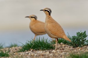 Běhulík plavý (Cursorius cursor) – Martin Pelanek / Shutterstock