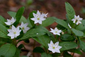 Sedmikvítek evropský (Trientalis europaea) – iwciagr/Shutterstock