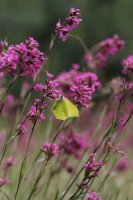 Smolnička obecná – Marek Mierzejewski/Shutterstock