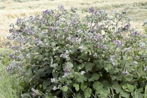 Lopuch plstnatý (Arctium tomentosum) – Bildagentur Zoonar GmbH/Shutterstock