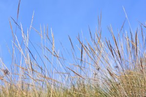 Kavyl halfový (Stipa tenacissima), neboli esparto – Kuki Ladron de Guevara / Shutterstock
