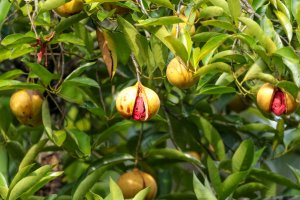 Muškátovník vonný (Myristica fragrans) – Paulose NK / Shutterstock