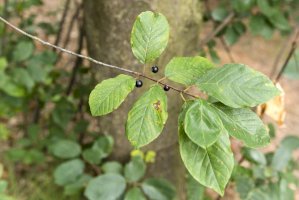 Krušina olšová (Frangula alnus), plody – Lapis2380/Shutterstock