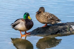 Kachna divoká (Anas platyrhyncho), pár samec a samice – David Krasensky / Shutterstock