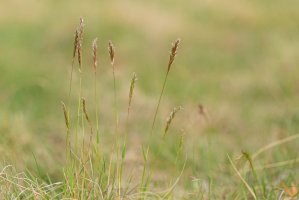 Tomka vonná (Anthoxanthum odoratum) – Ihor Hvozdetskyi/Shutterstock