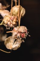 Suché květy česneku (Alium) s vytvořenými pacibulkami – Chekharina Anna / Shutterstock