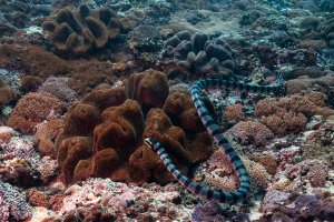 Vodnář (Hydrophis melanocephalus) – Jesus Cobaleda / Shutterstock