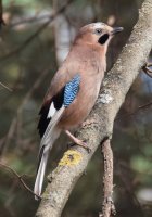 Sojka obecná (Carrulus glandarius) – © Milan Palička