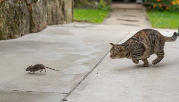 Kočka lovící myš – Stefan_Sutka / Shutterstock