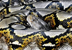 Krajta mřížkovaná (Python reticulatus) –  Photo by David Clode on Unsplash