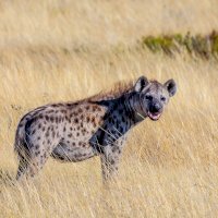 Hyena skvrnitá (Crocuta crocuta) – Photo by Alan J. Hendry on Unsplash