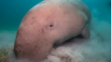 Moroň indický, Dugong dugon – Photo by Kris Mikael Krister on Unsplash