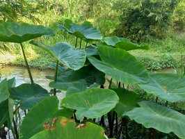 Kolokázie jedlá (Colocasia esculenta) – Hasnia / Shutterstock