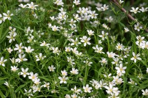 Ptačinec velkokvětý (Stellaria holostea) – miss.lemon / Shutterstock