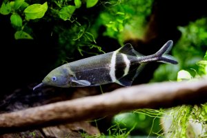 Rypoun Petersův (Gnathonemus petersii) – boban_nz / Shutterstock