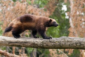 Rosomák sibiřský (Gulo gulo) – Nazzu / Shutterstock