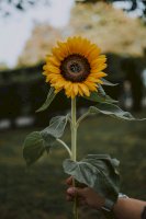 Slunečnice – Photo by fotografierende on Unsplash