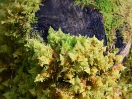 Pérovec hřebenitý (Ptilium crista-castrensis) – HHelene / Shutterstock