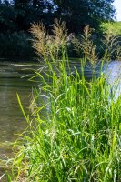 Zblochan vodní (Glyceria maxima) – olko1975 / Shutterstock