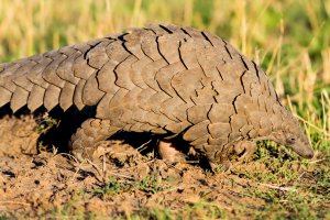 Luskoun velký (Manis gigantea) – Maggy Meyer / Shutterstock