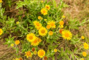 Blešník úplavičný (Pulicaria dysenterica) – Photodigitaal.nl/Shutterstock