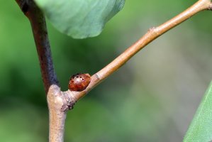 Puklice švestková (Parthenolecanium corni) z čeledi puklicovitých – Tomasz Klejdysz / Shutterstock