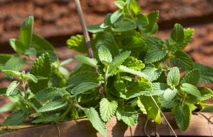 Šanta kočičí (Nepeta cataria) – alybaba/Shutterstock