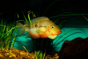 Kančík červenohrdlý (Cichlasoma meeki) – Karel Zahradka / Shutterstock
