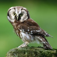 Sýc rousný – Ondrej Prosicky / Shutterstock