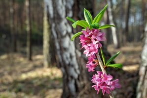 Lýkovec jedovatý (Daphne mezereum) z řádu vrabečnicovitých, detail keře s listy a květy – Afiraz / Shutterstock