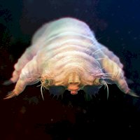 Trudník tukový (Demodex Folliculorum), roztoč – Kalcutta/Depositphotos