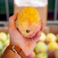 Mango – Photo by Bannon Morrissy on Unsplash