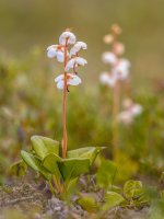 Hruštička okrouhlolistá (Pyrola rotundifolia) – Rudmer Zwerver / Shutterstock