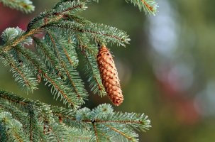 Smrk ztepilý (Picea abies) – taviphoto/Shutterstock