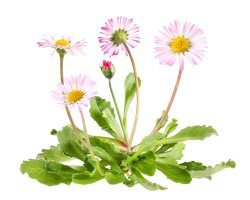 Sedmikráska chudobka (Bellis perennis) – Marina Lohrbach / Shutterstock