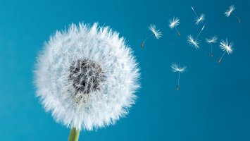 Pampeliška (Taraxacum), nažka s chmýrem – Serenko Natalia / Shutterstock