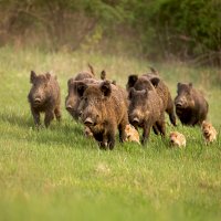 Skupina divokých prasat s mláďaty – WildMedia/Shutterstock