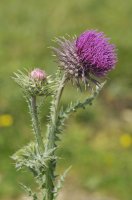 Bodlák nící (Carduus nutans) – Martin Fowler/Shutterstock