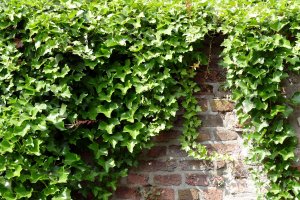 Zeď porostlá břečťanem (Hedera helix) – webexx / Shutterstock