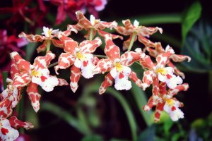 Kvetoucí orchidej Odontoglossum  – Alex Manders / Shutterstock