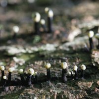 Anamorfa Holwaya mucida – Henri Koskinen  / Shutterstock